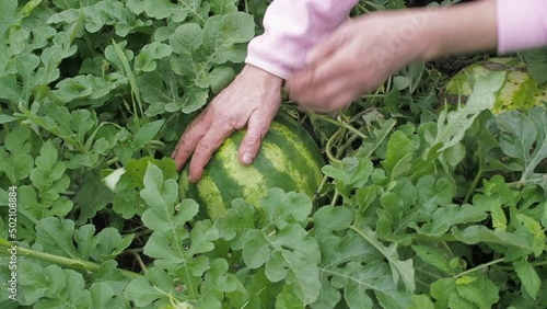 The farmer cleans a ripe watermelon from the ground and leaves. The harvest of watermelon background. Big watermelon in the garden . 
