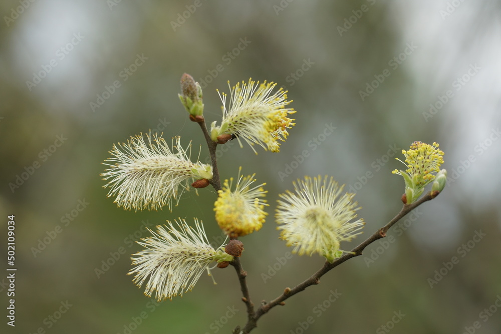 Öhrchenweiden in voller Blüte, Salix aurita Öhrchenweiden in voller Blüte, Salix aurita