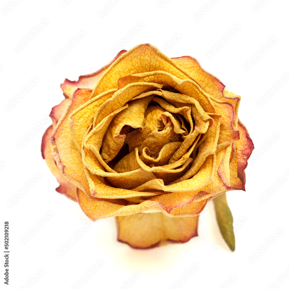 Dried rose with yellow and orange isolated on white background
Dried rose with yellow and orange isolated on white background