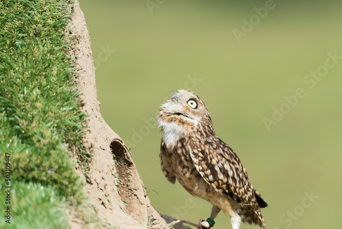 A picture of a owl