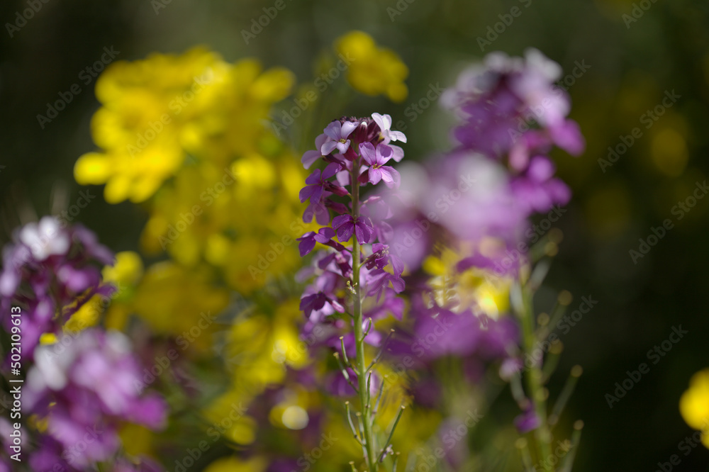 Flora of Gran Canaria - lilac flowers of crucifer plant Erysimum albescens, endemic to the island natural macro floral background
Flora of Gran Canaria - lilac flowers of crucifer plant Erysimum albescens, endemic to the island natural macro floral background