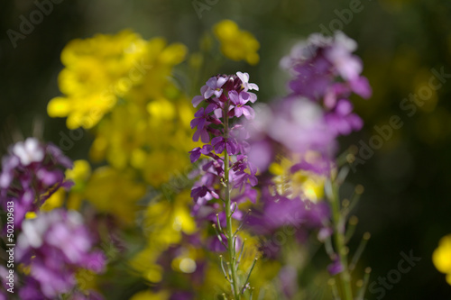 Flora of Gran Canaria - lilac flowers of crucifer plant Erysimum albescens, endemic to the island natural macro floral background 