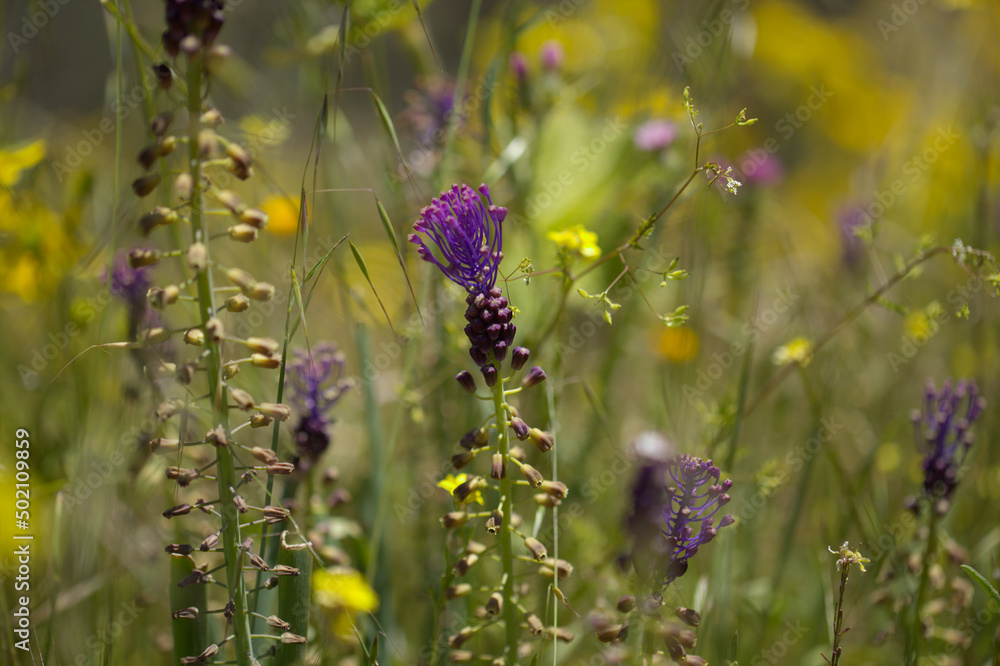Flora of Gran Canaria - Leopoldia comosa, tassel hyacinth natural macro floral background
Flora of Gran Canaria - Leopoldia comosa, tassel hyacinth natural macro floral background