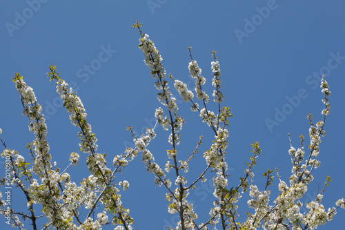 Horticulture of Gran Canaria -  fruit trees blossoming in spring  March  natural macro floral background 