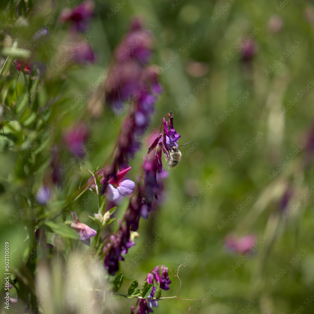Flora of Gran Canaria - Vicia villosa, hairy vetch, natural macro floral background
Flora of Gran Canaria - Vicia villosa, hairy vetch, natural macro floral background