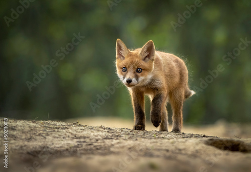 Cute young red fox in the forest ( Vulpes vulpes ) © Piotr Krzeslak