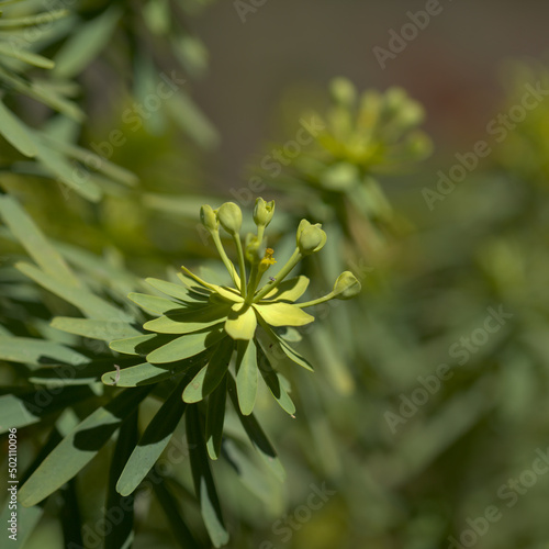 Flora of Gran Canaria -  small green yellow flowers of Euphorbia regis-jubae, 
King Juba's Euphorbia, spurge native to Canary Islands
 photo