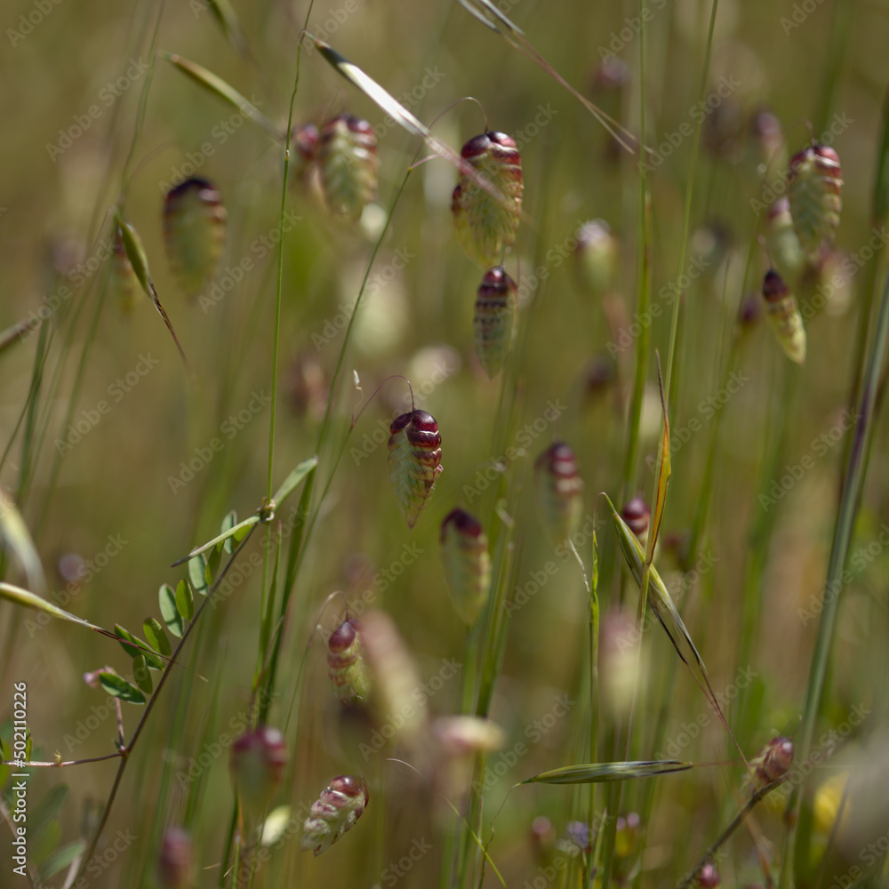 Flora of Gran Canaria - Briza maxima, Greater quaking-grass Flora of Gran Canaria - Briza maxima, Greater quaking-grass