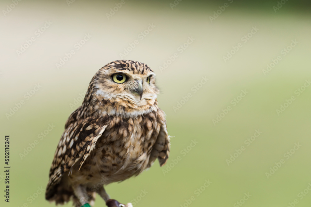 A picture of a owl A picture of a owl