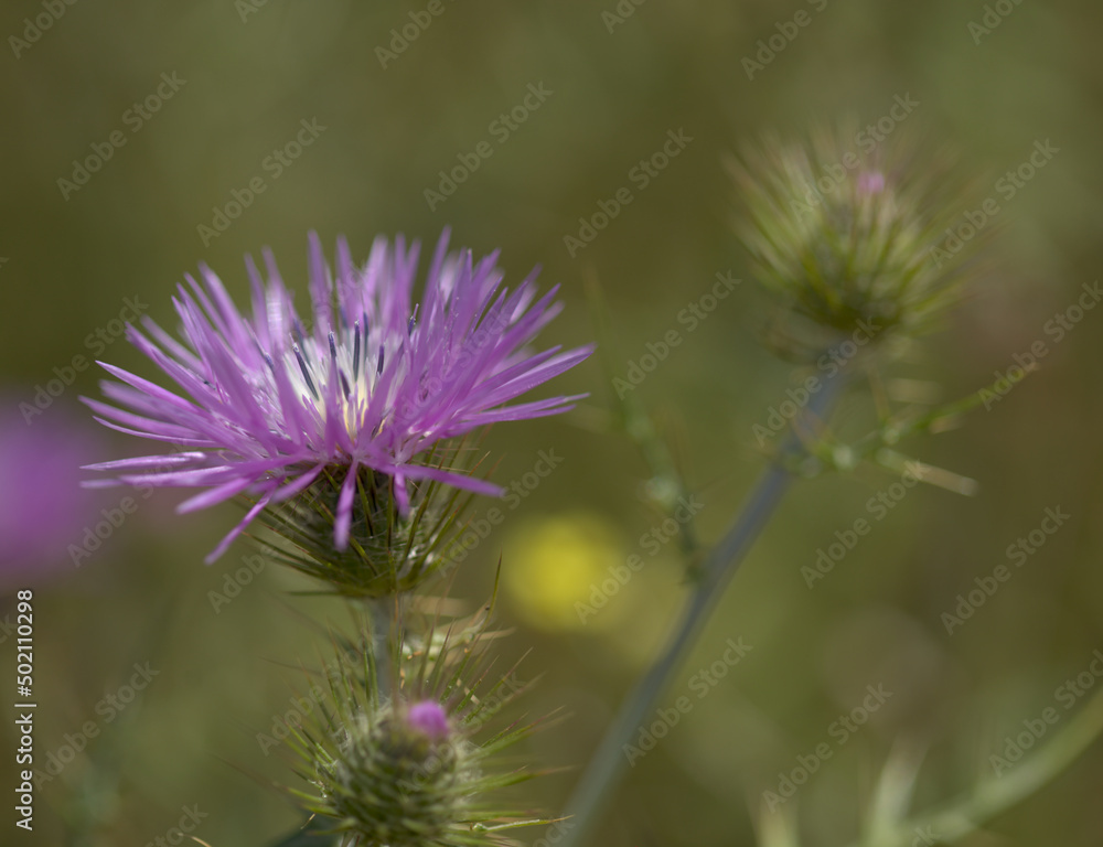 Flora of Gran Canaria - Galactites tomentosa, natural macro floral background
Flora of Gran Canaria - Galactites tomentosa, natural macro floral background
