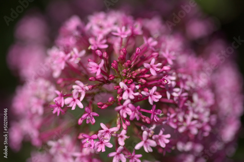 Flora of Gran Canaria - Centranthus ruber, red valerian, invasive in Canaries natural macro floral background 