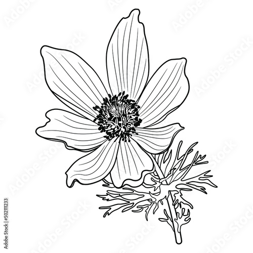 Blooming branch of Eastern pasqueflower. Pulsatilla vulgaris. Black and white silhouette.