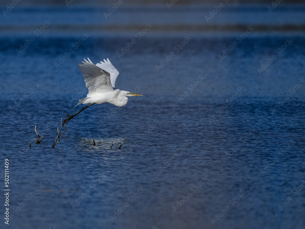 Great Egret taking off from pond with blue water Great Egret taking off from pond with blue water
