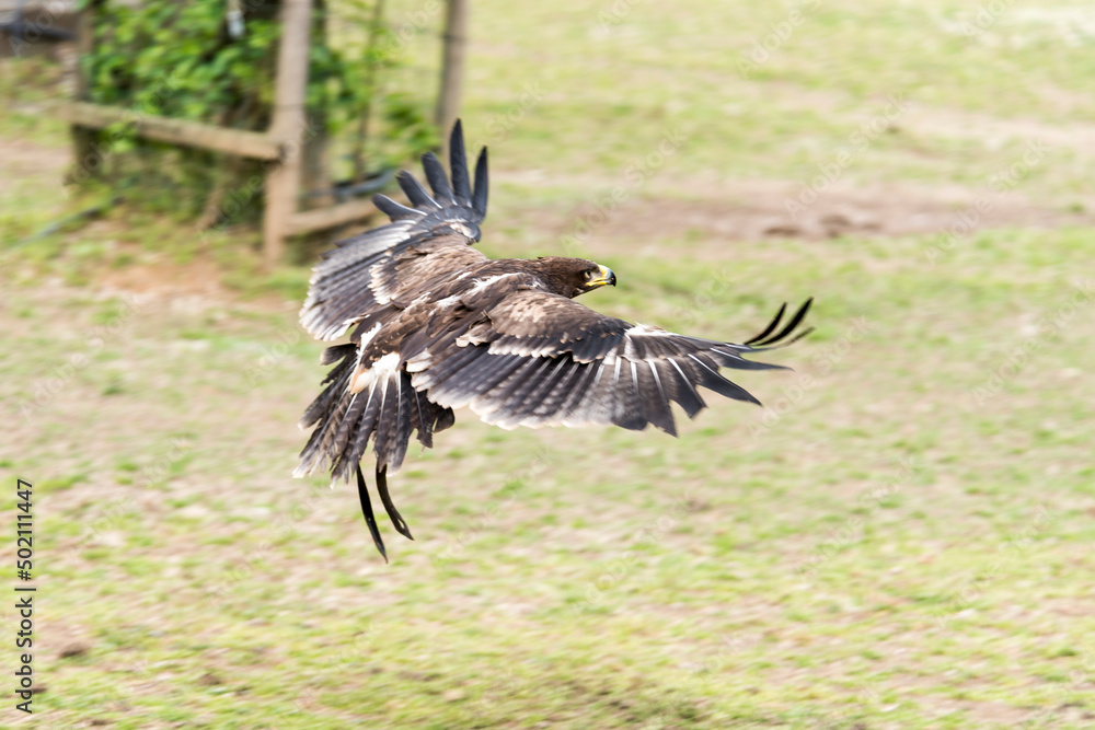 A picture of an hawk A picture of an hawk