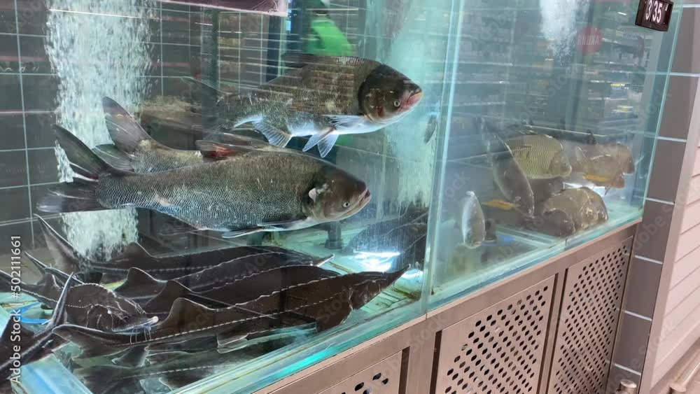 live fish floating in a tank on the counter of a supermarket store ...