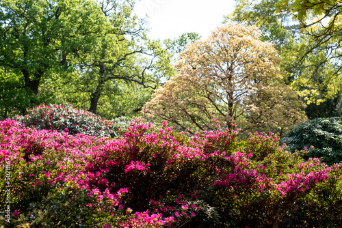 Bright pink rhododendron flowers  photographed in late spring at Temple Gardens  Langley Park  Buckinghamshire UK.