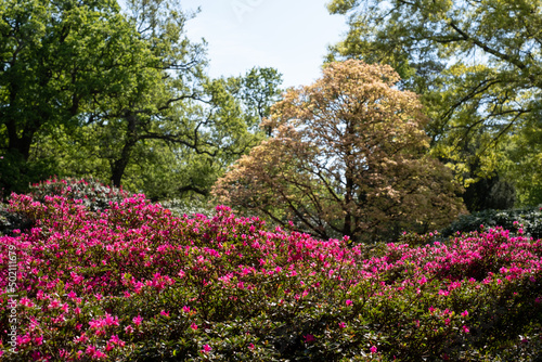 Bright pink rhododendron flowers, photographed in late spring at Temple Gardens, Langley Park, Buckinghamshire UK. © Lois GoBe