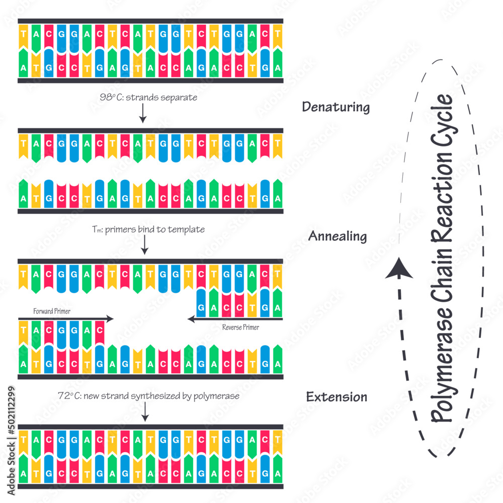 Poster Print Polymerase Chain Reaction Cycle Diagram 40x40 cm