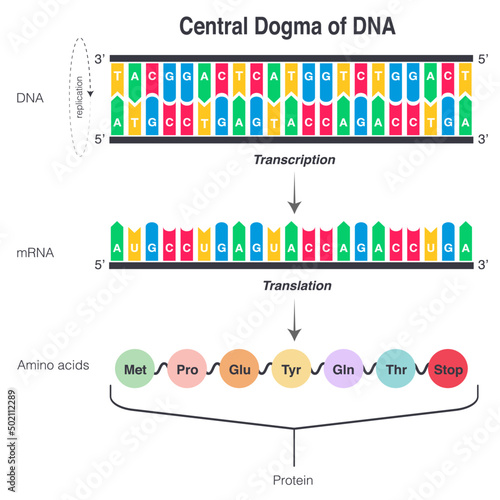 Central Dogma of DNA Transcription and Translation