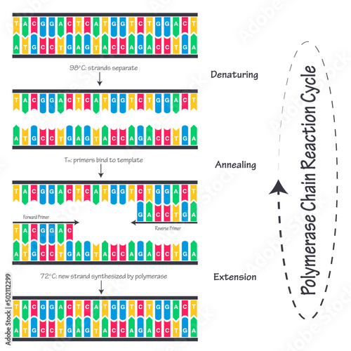Polymerase Chain Reaction Cycle Diagram