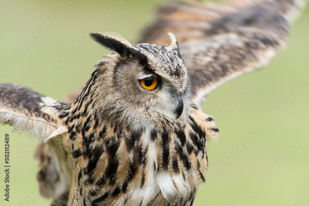 Fototapeta premium A picture of a owl