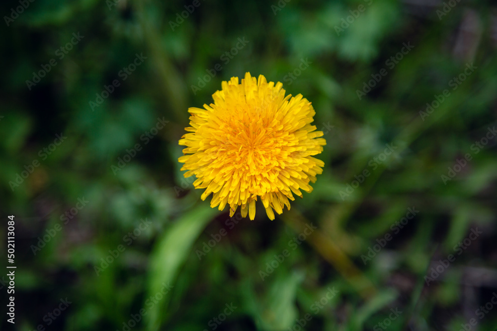 Forest flowers in the sickness of the nature Forest flowers in the sickness of the nature