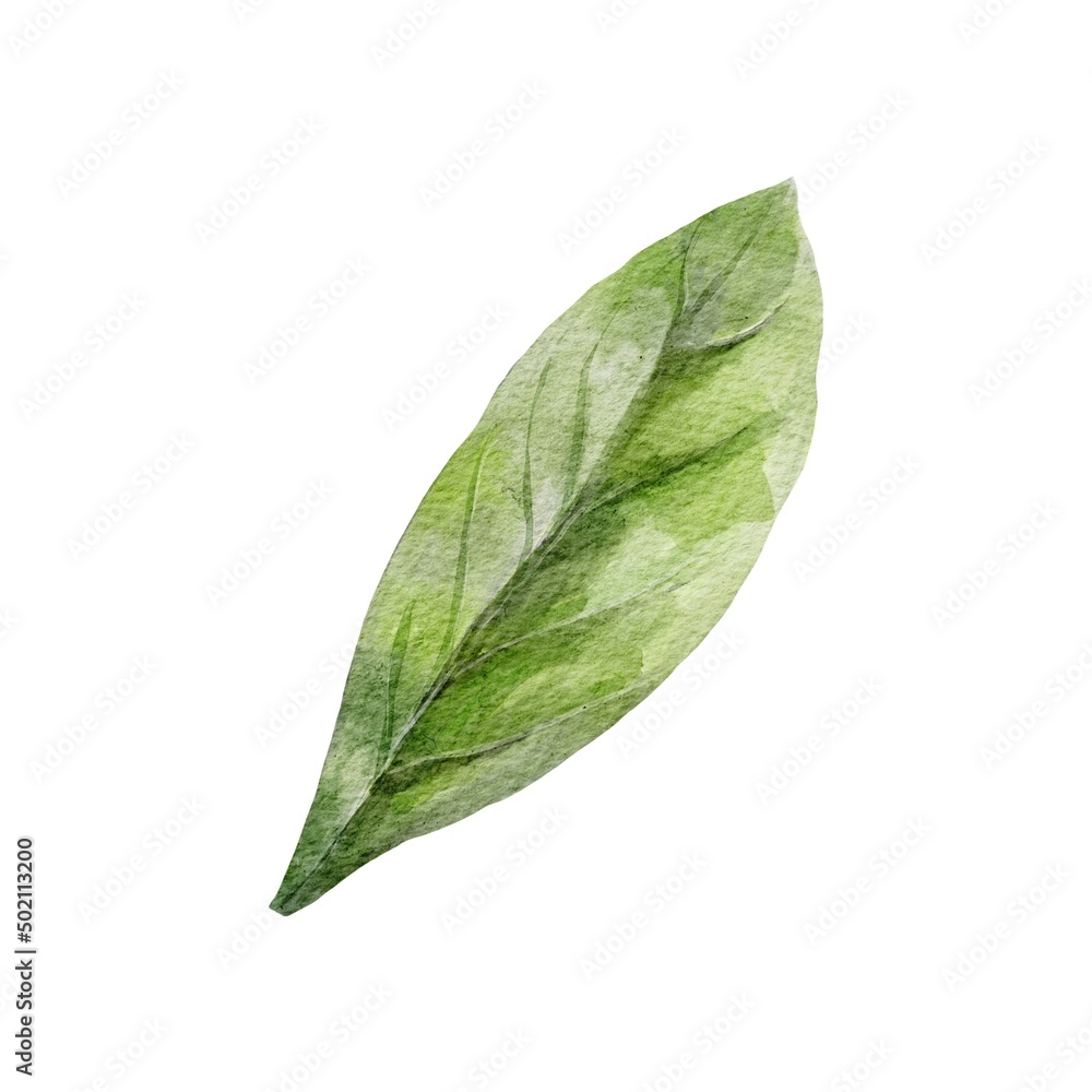 Obraz premium green leaf isolated on white background