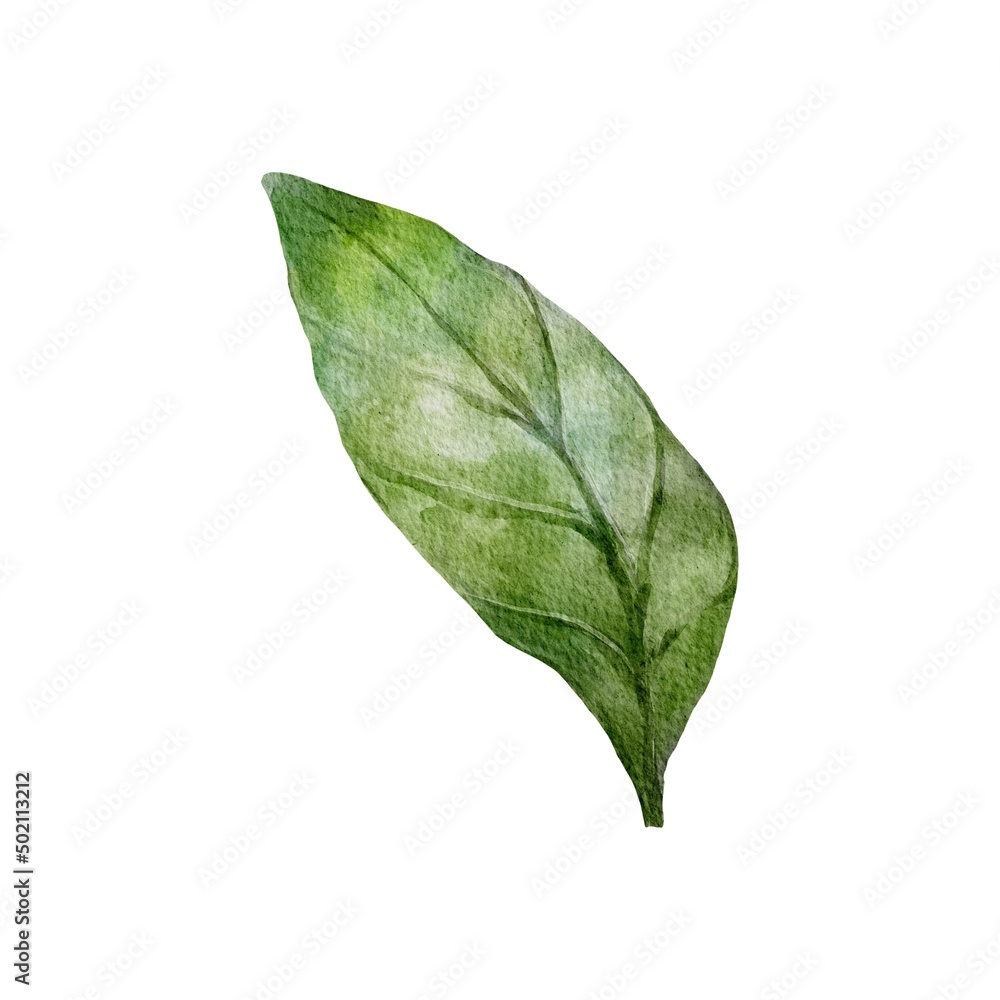 Obraz premium green leaf isolated on white