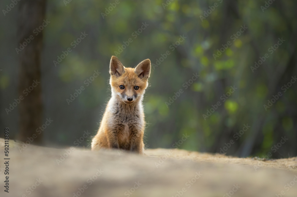 Obraz premium Cute young red fox in the forest ( Vulpes vulpes )