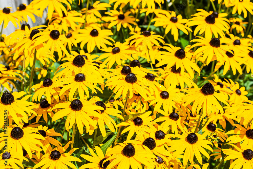Wiaczemin Polski, Poland - August 12, 2021. Black-eyed Susan in Open-air museum of the Vistula settlement - Skansen Osadnictwa Nadwislanskiego Wiaczemin Polski, Poland - August 12, 2021. Black-eyed Susan in Open-air museum of the Vistula settlement - Skansen Osadnictwa Nadwislanskiego