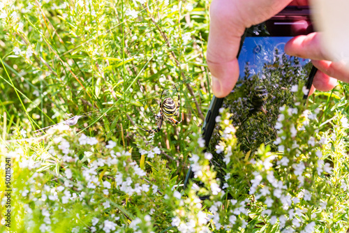 Wiaczemin Polski, Poland - August 12, 2021. Person taking photo of wasp spider by mobile phone in Open-air museum of the Vistula settlement - Skansen Osadnictwa Nadwislanskiego