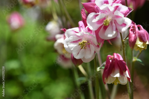              Columbine 