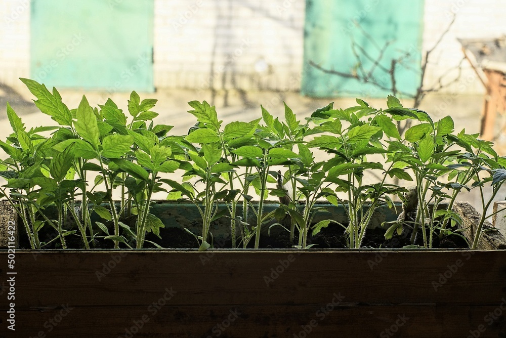 Obraz premium a brown wooden box with green tomato seedling plants stands on the windowsill near the window in the room