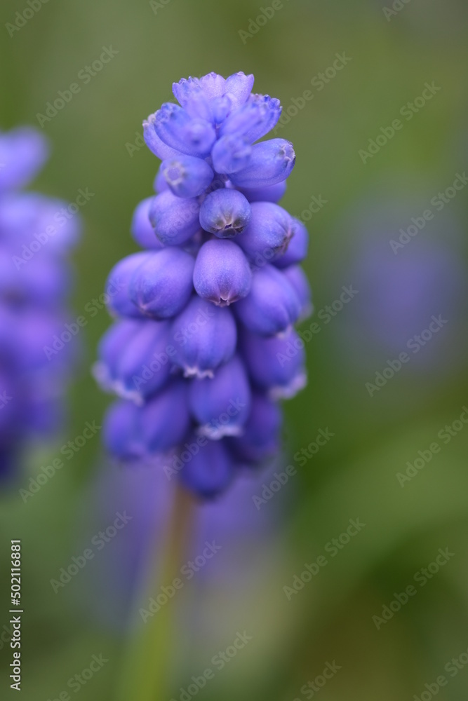 Blue hyacinth flower closeup, selective focus. Muscari armeniacum close up, blue armenian grape hyacinths closeup, spring flowers in bloom, UK Blue hyacinth flower closeup, selective focus. Muscari armeniacum close up, blue armenian grape hyacinths closeup, spring flowers in bloom, UK