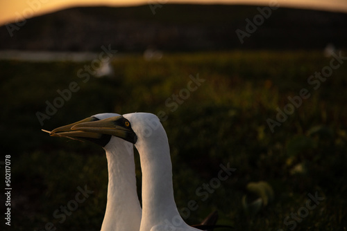Marine bird at sunset Abrolhos archipelago in Bahia, Brazil photo