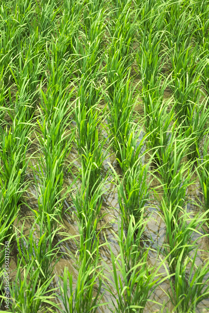 初夏に元気よく伸びた稲	