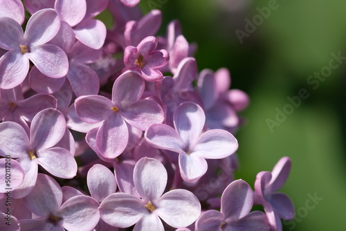 Blossoming branch of fresh purple violet lilac flowers close up  selective focus. Beautiful fresh purple lilac flowers in full bloom in the garden against green leaves natural background  close up.