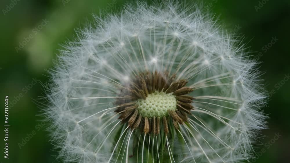 Close up macro image of dandelion seed heads with delicate lace-like patterns. Detail shot of closed bud of a dandelion in green grass Close up macro image of dandelion seed heads with delicate lace-like patterns. Detail shot of closed bud of a dandelion in green grass