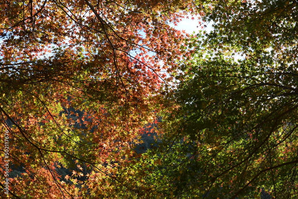 紅葉 紅葉