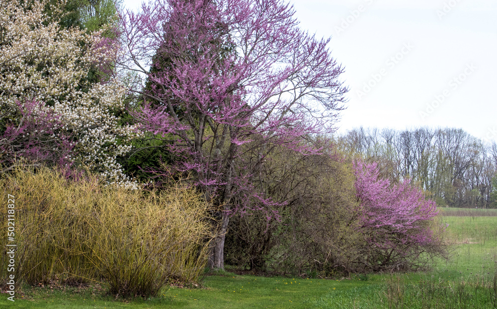 springtime flowering trees in Michigan USA, among them are red bud trees and flowering crab springtime flowering trees in Michigan USA, among them are red bud trees and flowering crab
