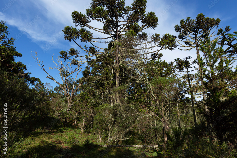 Fototapeta premium Araucarias forest in southern Brazil.