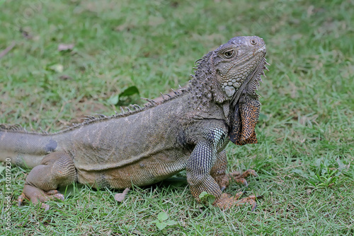 A green iguana  Iguana iguana  is sunbathing before starting its daily activities.