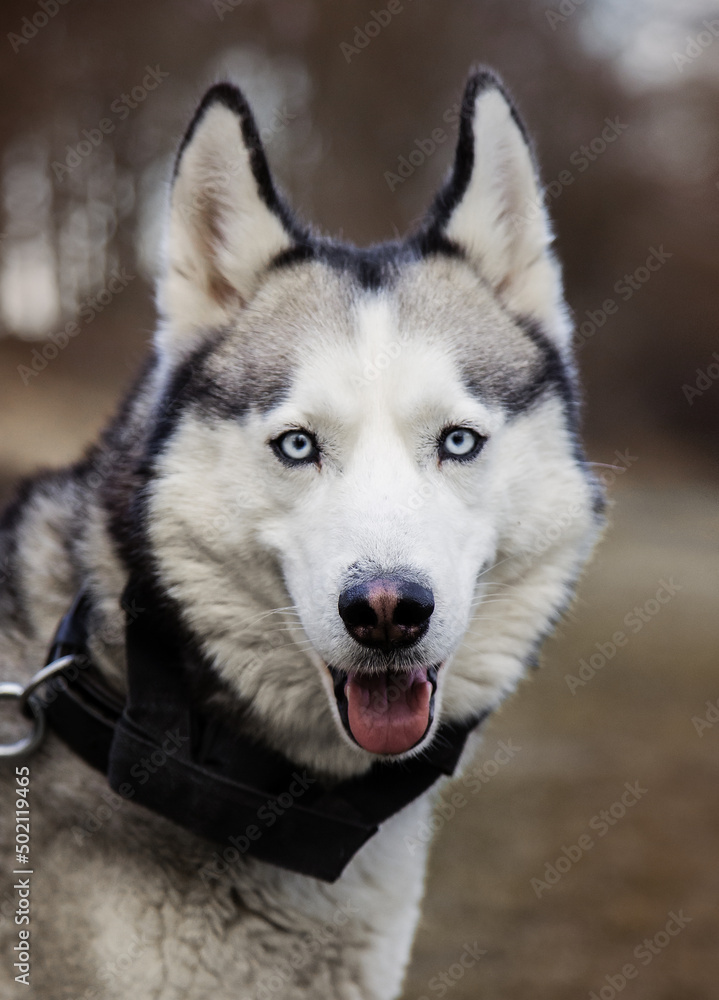 Young Siberian Husky dog enjoying walking in autumn park with his owner Young Siberian Husky dog enjoying walking in autumn park with his owner