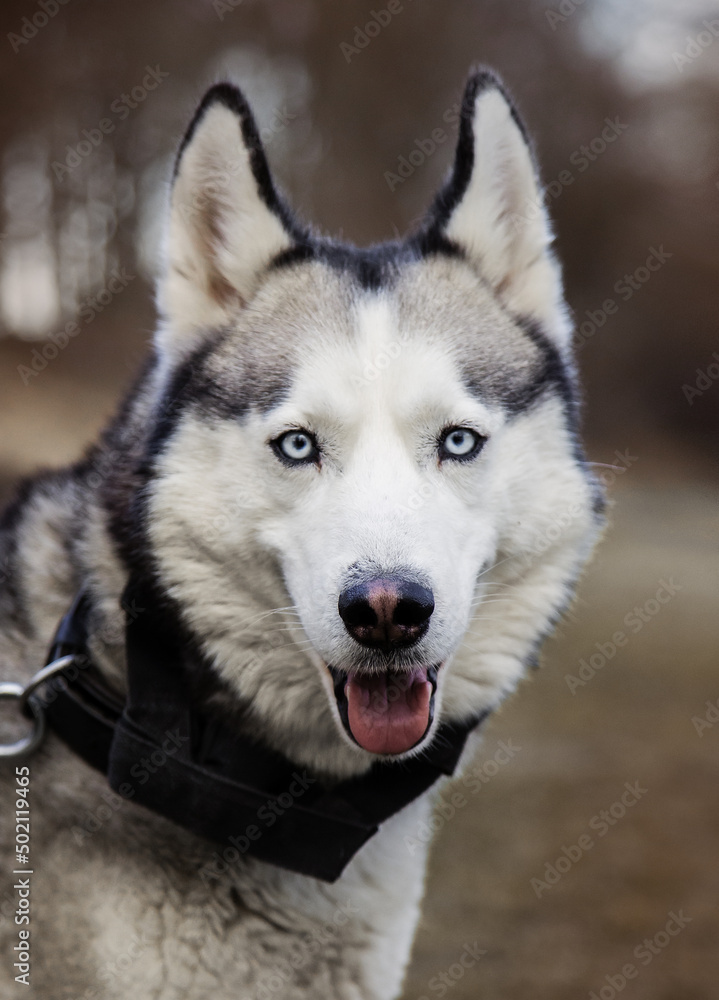 Young Siberian Husky dog enjoying walking in autumn park with his owner