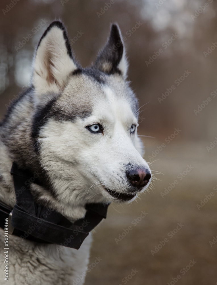Young Siberian Husky dog enjoying walking in autumn park with his owner