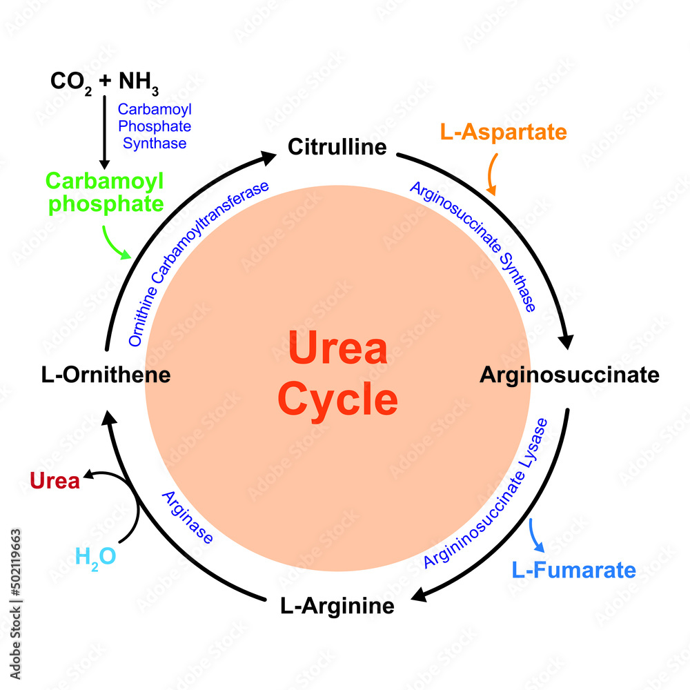 Scientific Designing Of Urea Cycle Vector Illustration Stock Vector Scientific Designing Of Urea Cycle Vector Illustration Stock Vector