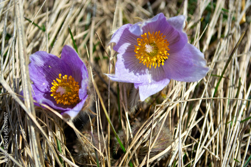 Prairie Crocus Blooming in Early Spring on the Prarie