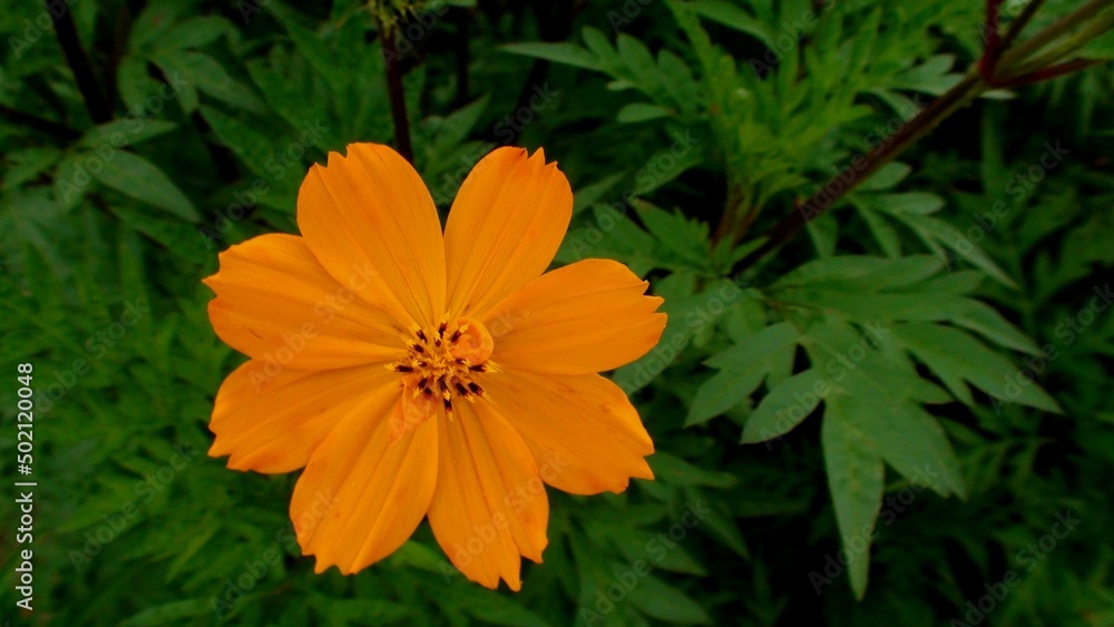 planta flor cosmos 
