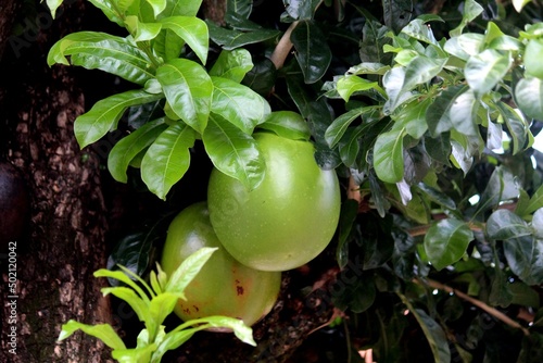 planta fruta coité - crescentia cujete photo