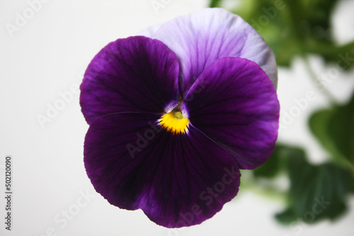 Garden large-flowered flower herbs dark purple-white flower in pansies. Background with one flower full-flowered pansy and leaves. © azteka